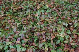 Attēlu rezultāti vaicājumam “Epimedium alpinum”