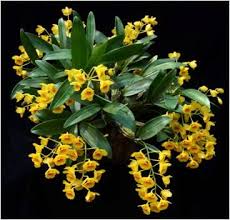 Attēlu rezultāti vaicājumam “Chrysotoxum sp.”