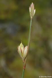 Attēlu rezultāti vaicājumam “Juncus stygius”