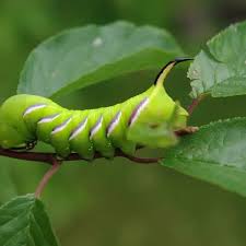 Attēlu rezultāti vaicājumam “Sphinx ligustri larva”