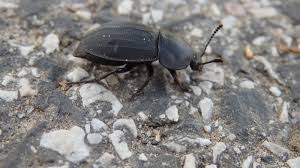 Attēlu rezultāti vaicājumam “Silpha obscura”