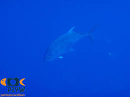 Image result for Caranx ignobilis