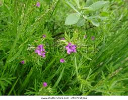 Attēlu rezultāti vaicājumam “Geranium dissectum flower”