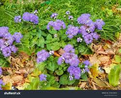 Image result for Ageratum mexicanum