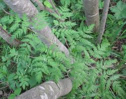 Attēlu rezultāti vaicājumam “Conioselinum tataricum”