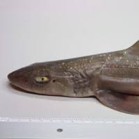 Image result for Mustelus palumbes