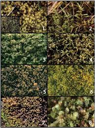 Attēlu rezultāti vaicājumam “Leiocolea rutheana cells”