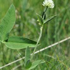 Attēlu rezultāti vaicājumam “Trifolium montanum leaf”