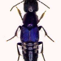 Attēlu rezultāti vaicājumam “Platydracus fulvipes”