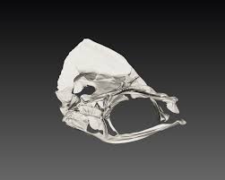 Image result for Schedophilus ovalis