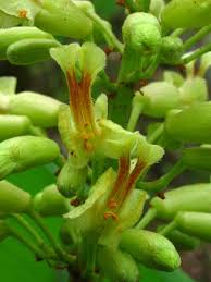 Attēlu rezultāti vaicājumam “Aesculus x neglecta flower”