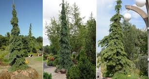 Attēlu rezultāti vaicājumam “Picea”