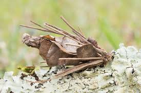 Attēlu rezultāti vaicājumam “Canephora hirsuta larva”
