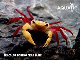 Attēlu rezultāti vaicājumam “Leocarpus sp.”