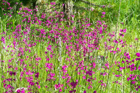 Attēlu rezultāti vaicājumam “Silene viscaria”
