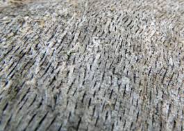 Attēlu rezultāti vaicājumam “Xylographa paralella”