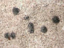 Attēlu rezultāti vaicājumam “Acrocordia gemmata”