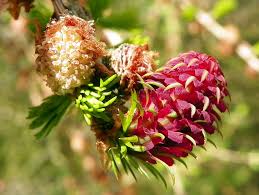 Attēlu rezultāti vaicājumam “Larix decidua flower”