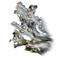 Attēlu rezultāti vaicājumam “Fucus vesiculosus”