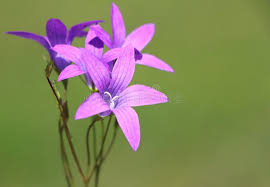 Image result for Campanula patula