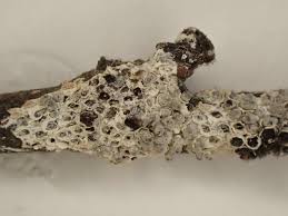 Attēlu rezultāti vaicājumam “Diderma cingulatum”