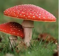 Image result for vliegenzwam