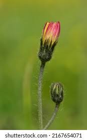 Attēlu rezultāti vaicājumam “Pilosella officinarum bud”