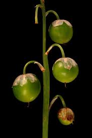 Attēlu rezultāti vaicājumam “Convallaria majalis fruit”