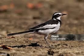 Attēlu rezultāti vaicājumam “Motacillidae”