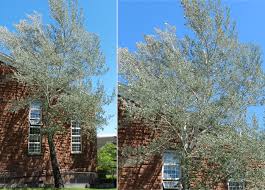 Attēlu rezultāti vaicājumam “Populus alba”