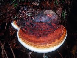 Attēlu rezultāti vaicājumam “Fomitopsis pinicola”