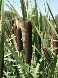 Attēlu rezultāti vaicājumam “Typha latifolia”