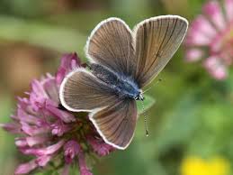 Attēlu rezultāti vaicājumam “Cyaniris semiargus underside”