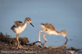 Attēlu rezultāti vaicājumam “Lycogala asperum young”