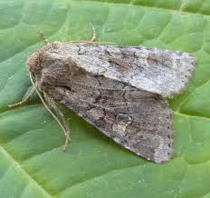 Attēlu rezultāti vaicājumam “Apamea sordens”