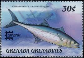 Image result for Scomberomorus cavalla