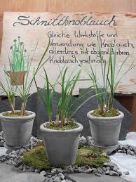 Image result for Schnittknoblauch