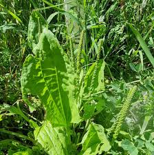 Attēlu rezultāti vaicājumam “Plantago major leaf”