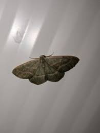 Attēlu rezultāti vaicājumam “Hylaea fasciaria”