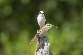 Attēlu rezultāti vaicājumam “Lanius collurio juvenile”