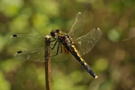 Attēlu rezultāti vaicājumam “Leucorrhinia caudalis”