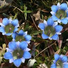 Attēlu rezultāti vaicājumam “Gentiana cruciata leaf”