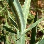Attēlu rezultāti vaicājumam “Lathyrus sylvestris fruit”