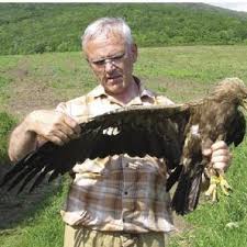 Attēlu rezultāti vaicājumam “Aquila pomarina adult”