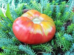 Afbeeldingsresultaat voor stump of the world tomato