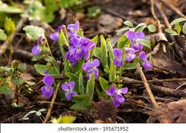 Attēlu rezultāti vaicājumam “Viola mirabilis”