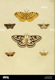 Attēlu rezultāti vaicājumam “Edwardsiana geometrica”