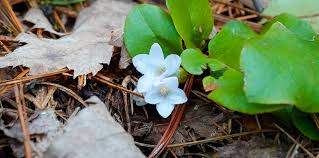 Attēlu rezultāti vaicājumam “Elytrigia repens flower”