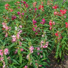 Image result for Impatiens balsamina