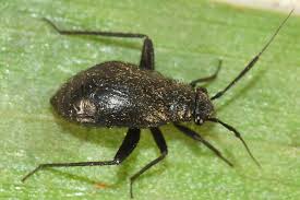 Attēlu rezultāti vaicājumam “Blepharidopterus angulatus imago”